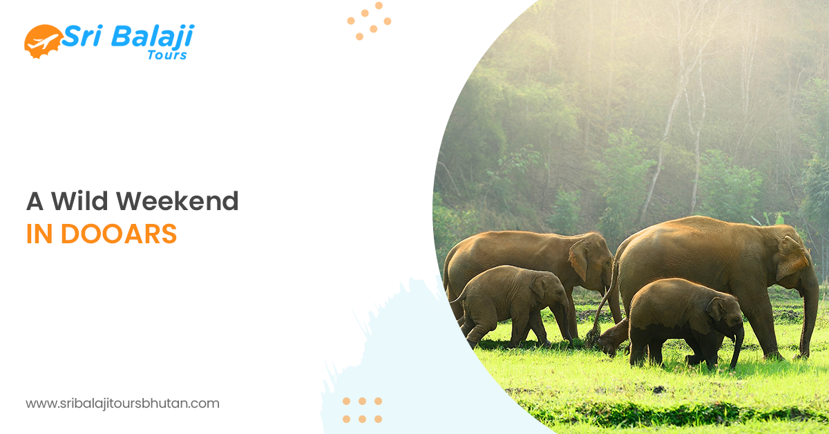 A Wild Weekend in Dooars