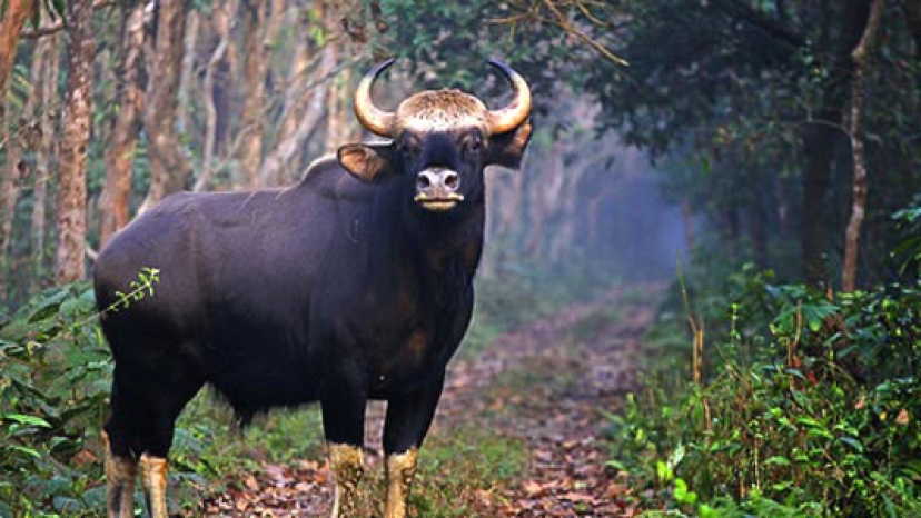 Dooars Tour Packages from Jaigaon Dooars Tour Packages from Jaigaon